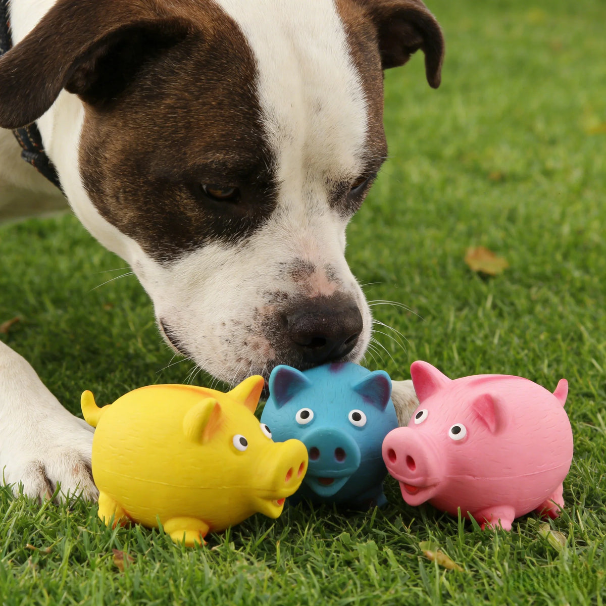 Quietschendes Rundes Latex-Schwein Hundespielzeug – Bissfestes Interaktives Trainings- & Beschäftigungsspielzeug für Welpen und Hunde