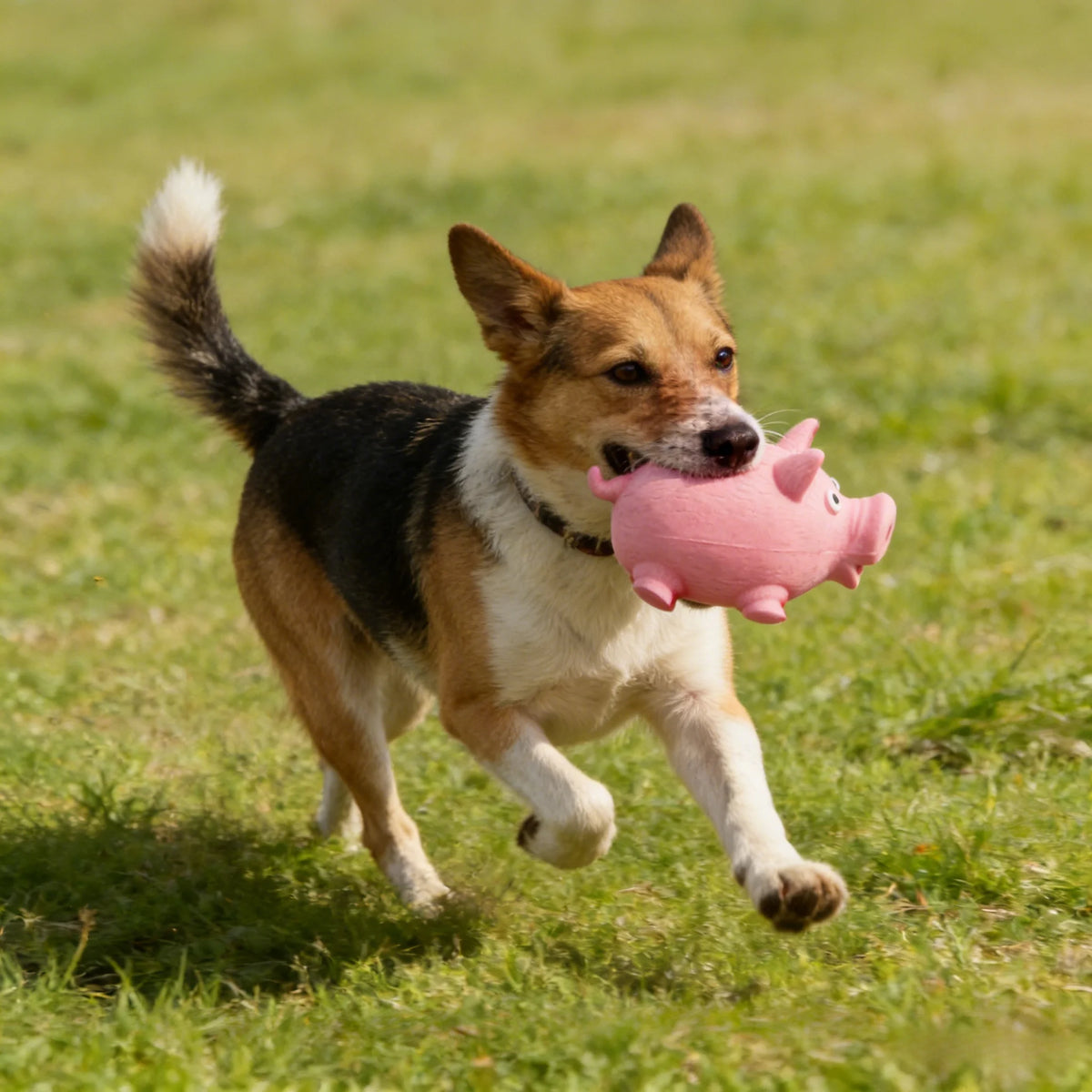 Quietschendes Rundes Latex-Schwein Hundespielzeug – Bissfestes Interaktives Trainings- & Beschäftigungsspielzeug für Welpen und Hunde