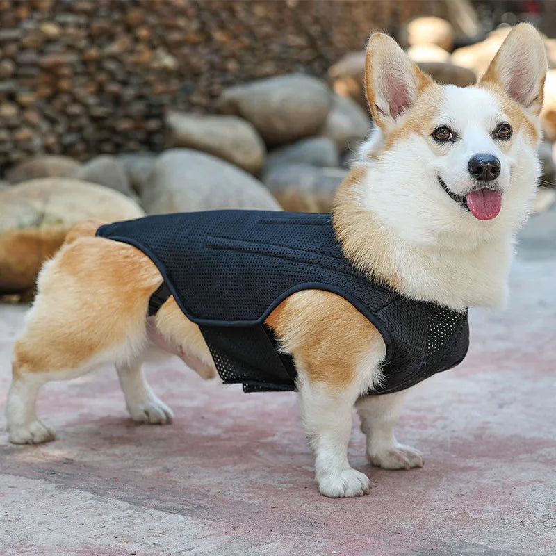 Hunde-Rückenstützweste – Lendenwirbelsäulen-Schutzbandage mit Stützplatte für Rücken & Bandscheibe