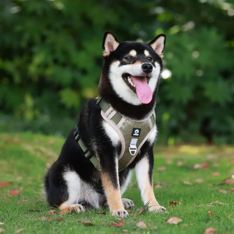 Hundegeschirr mit Schnellverschluss – Verstellbares Atmungsaktives Westengeschirr aus Nylon für Welpen und Spaziergänge