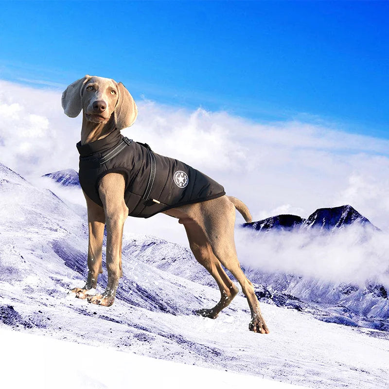 Wasserdichte Warme Hundejacke mit Geschirr – Winterweste für Kleine & Große Hunde